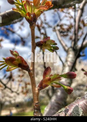 Bloomers en retard. Banque D'Images