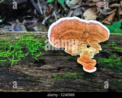 De plus en plus de champignons et de la mousse sur le côté d'un arbre tombé à se connecter sur l'île Fraser, Sunshine Coast, Queensland, Australie. Banque D'Images