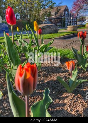 La saison des tulipes dans Niagara-On-The-Lake (Ontario). Banque D'Images