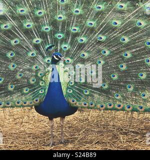 Portrait de bleu paon mâle adulte avec des plumes de la queue en éventail Banque D'Images