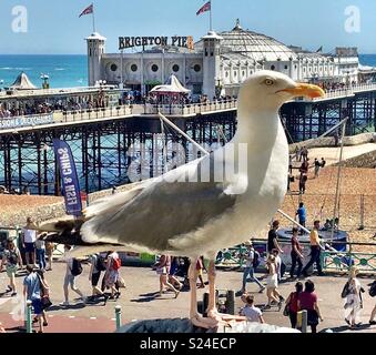 Seagull géant près de Brighton Pier Banque D'Images