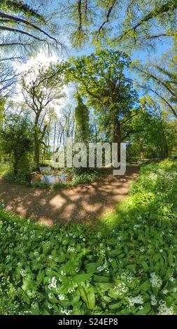 Fleurs d'ail au printemps dans le Hampshire woods Banque D'Images