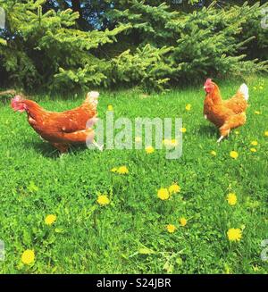 Gamme de deux poules Rhode Island Red s'exécutant dans l'herbe avec les pissenlits et arbres en arrière-plan Banque D'Images
