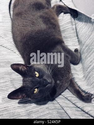 Chat gris se détendre sur canapé Banque D'Images