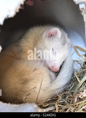 Sleepy ferret Banque D'Images