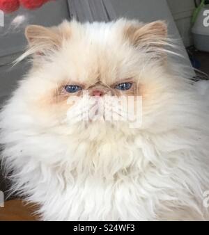 Chat Himalayen Blanc Photo Stock Alamy