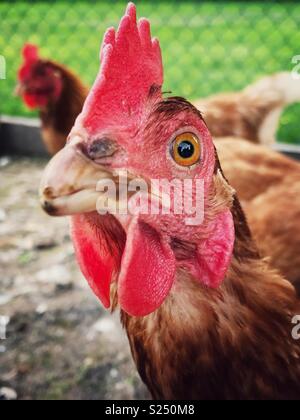 Closeup portrait of Rhode Island Red Hen looking at camera