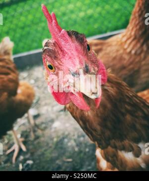 Portrait drôle de poule Rhode Island Red à directement à huis clos avec des poulets et l'herbe verte en arrière-plan Banque D'Images