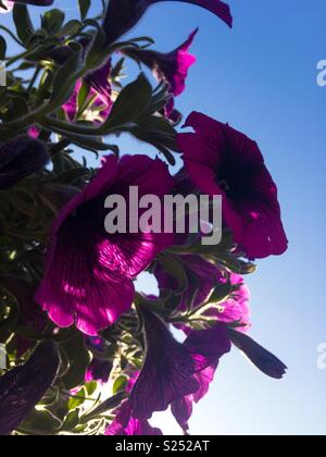 Belles fleurs surfinia dans un jardin Banque D'Images