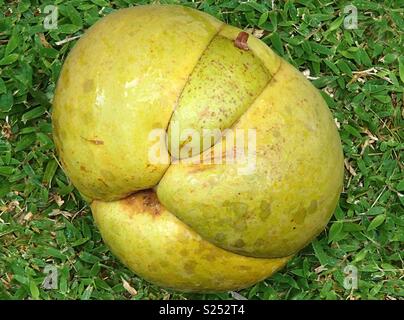 Une grande coloration jaunevert mûrs fruits, nommé dillenia indica est allongé sur un pré vert aux Seychelles Banque D'Images