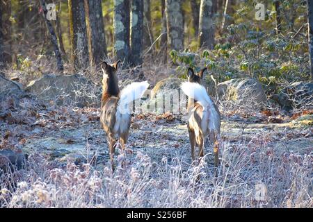 Dans Deer woods Banque D'Images