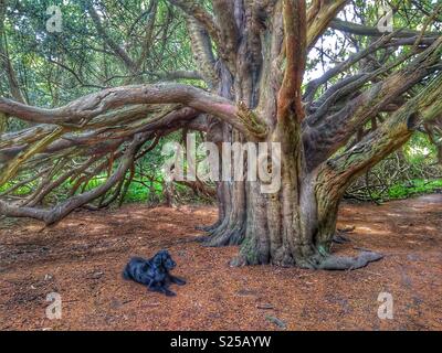 Flat-coated retriever dans une ancienne forêt de Yew Tree Kingley Vale National Nature Reseve dans West Sussex en Angleterre. Banque D'Images