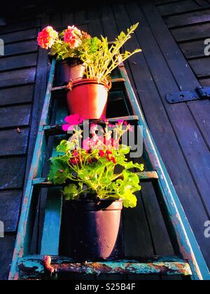 Les pots de fleurs et un escargot sur une Vieille échelle. Banque D'Images