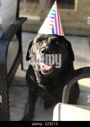 Labrador noir avec party hat Banque D'Images