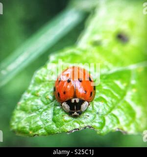 Plan macro sur une jolie coccinelle sur une feuille Banque D'Images