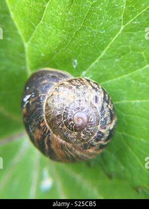 Gros plan d'une coquille d'escargot. Prises à l'aide d'un iPhone 6 avec une loupe. Banque D'Images