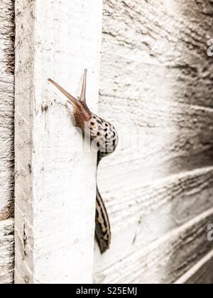 Grande Limace Léopard Limax maximus sur jardin clôture Banque D'Images