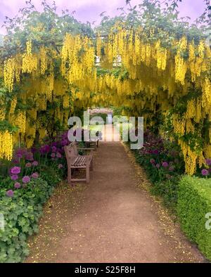 Laburnum arch, Helmsley walled gardens, Yorkshire, UK Banque D'Images