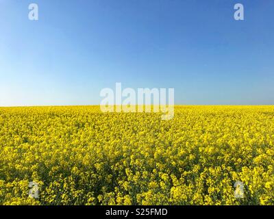 Domaines de fleurs de colza dans l'Oxfordshire Banque D'Images