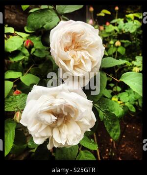 Des roses blanches en pleine floraison Banque D'Images