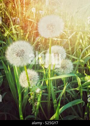 Le pissenlit moelleux qui sont allés à la semence dans l'herbe haute avec une luminosité de coucher le soir Banque D'Images