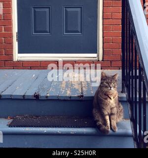 Un chat tigré assis sur les marches de l'entrée d'un appartement en brique rouge Banque D'Images