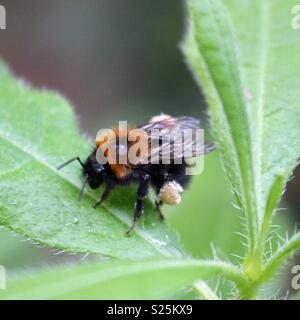 Prendre une pause de l'abeille avec sa charge pollinique Banque D'Images