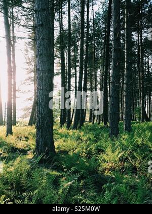 La lumière du soleil du soir éclairant de fougères dans une forêt de pins dans le Northumberland, en Angleterre. Banque D'Images