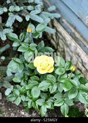 Rose jaune Banque D'Images