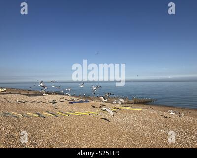 Vol de mouettes sur une plage de galets Banque D'Images