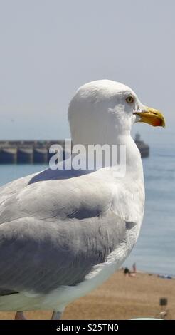 Mouette sur la plage de Brighton Banque D'Images