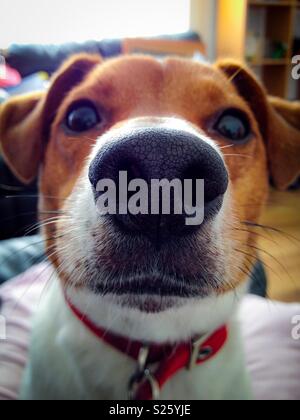 Chien Jack Russell close up Banque D'Images