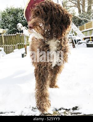 Sproodle dans la neige Banque D'Images