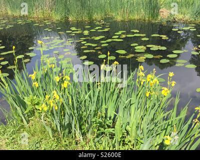 Nymphéas, Iris jaune Banque D'Images