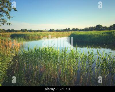 Mur de jambon Nature Reserve, Somerset Banque D'Images