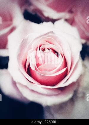Une seule rose rose Banque D'Images