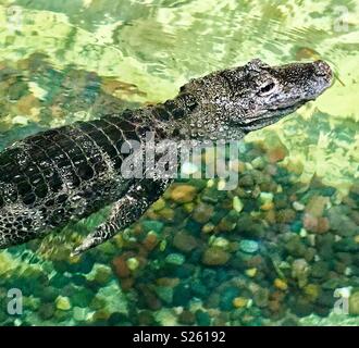 Alligator chinois swimming in pool Banque D'Images