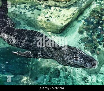 Alligator chinois swimming in pool Banque D'Images