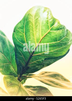 Dessous de fiddle leaf feuille de figuier Banque D'Images