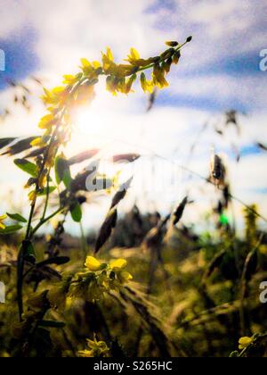 Mélilot jaune planté sur la ferme de la Caroline du Nord pour les abeilles Banque D'Images
