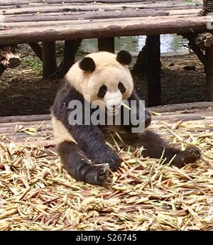 Chengdu panda base Banque D'Images