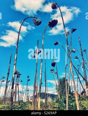 Tournesols morts contre un blue cloudy sky Banque D'Images