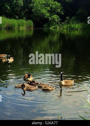 Les Bernaches du Canada avec leurs petits sur un beau lac en Angleterre. Banque D'Images