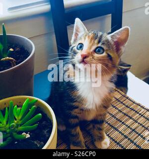 Le calicot chaton parmi les plantes d'intérieur Banque D'Images