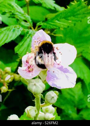 Bumblebee sur brambles Banque D'Images