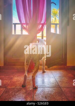 Chien boxer blanc est à la recherche d'une porte du balcon. Le sol est carrelé il y a un rideau rose net et le soleil est en train de former les rayons de lumière l'éblouissement. Le chien est vu de derrière. Banque D'Images