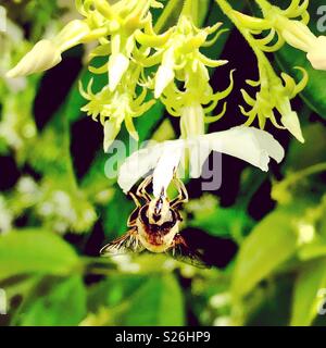 Abeille sur Jasmine Banque D'Images