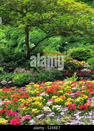 De fleurs en pleine floraison dans le magnifique jardin Butchart, près de Victoria BC Banque D'Images