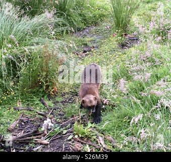 Wolverine. Highland Wildlife park. L'Écosse. Banque D'Images