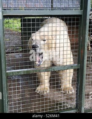 L'ours polaire. Highland Wildlife park Ecosse Banque D'Images